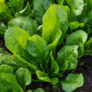 Large Leaf Sorrel Seeds - 200 Heirloom Tangy Greens for Outdoor Garden - Image 6