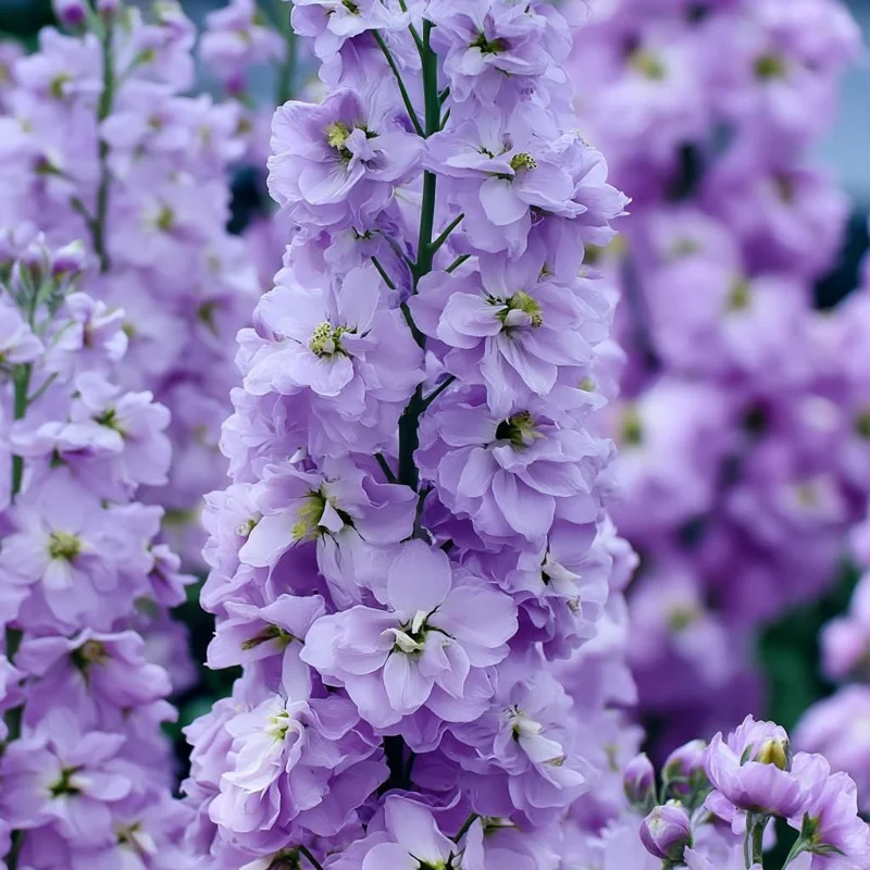 Lavender Blue Stock Seeds - Matthiola incana - 50 Seeds - Fragrant & Edible Flowers - Image 2