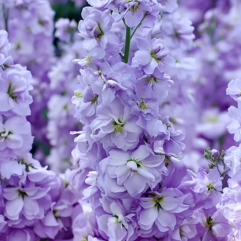 Lavender Blue Stock Seeds - Matthiola incana - 50 Seeds - Fragrant & Edible Flowers - Image 4