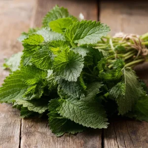Lemon Balm Seeds - 150 Melissa officinalis, Fragrant Perennial Herb Seeds - Image 2