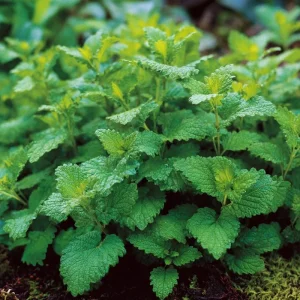 Lemon Balm Seeds - 150 Melissa officinalis, Fragrant Perennial Herb Seeds - Image 3