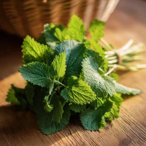 Lemon Balm Seeds - 150 Melissa officinalis, Fragrant Perennial Herb Seeds - Image 4