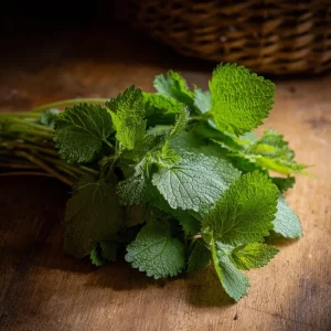 Lemon Balm Seeds - 150 Melissa officinalis, Fragrant Perennial Herb Seeds - Image 5