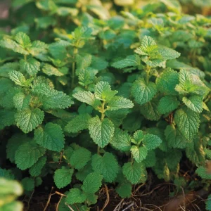 Lemon Balm Seeds - 150 Melissa officinalis, Fragrant Perennial Herb Seeds - Image 1