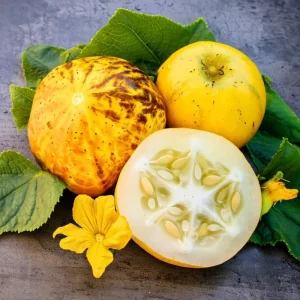 Lemon Cucumber Seeds - 30 Heirloom Cucumis sativus Seeds for Gardens & Containers - Image 2