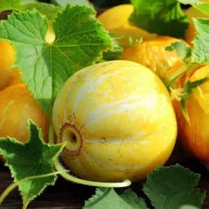 Lemon Cucumber Seeds - 30 Heirloom Cucumis sativus Seeds for Gardens & Containers - Image 1