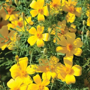 Lemon Gem Marigold Seeds - 50 Count, Edible Flowers, Long Blooming Annual - Image 2