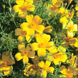 Lemon Gem Marigold Seeds - 50 Count, Edible Flowers, Long Blooming Annual - Image 1
