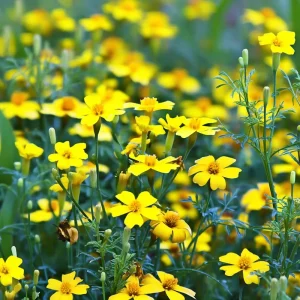 Lemon Gem Marigold Seeds - 50 Count, Edible Flowers, Long Blooming Annual - Image 3