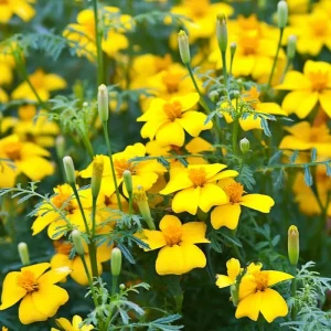 Lemon Gem Marigold Seeds - 50 Count, Edible Flowers, Long Blooming Annual - Image 5