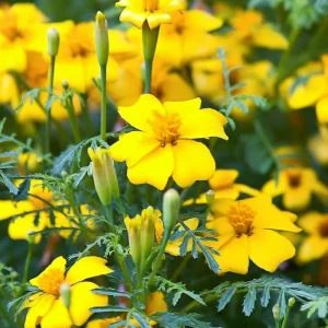 Lemon Gem Marigold Seeds - 50 Count, Edible Flowers, Long Blooming Annual - Image 6