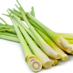 Lemon Grass Live Plants - 2 Per Pot, 10" Tall, 4" Pot, Fresh Herb - Image 2