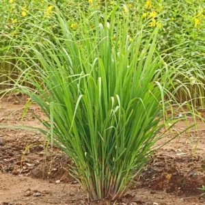 Lemon Grass Live Plants - 2 Per Pot, 10