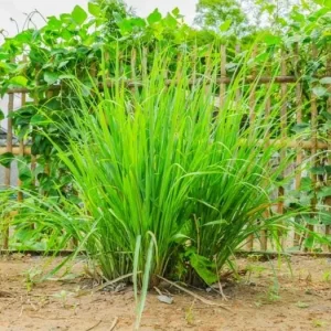 Lemon Grass Live Plants - 2 Per Pot, 10