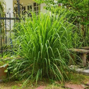 Lemon Grass Live Plants - 2 Per Pot, 10