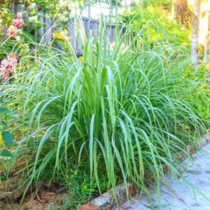 Lemon Grass Live Plants - 2 Per Pot, 10