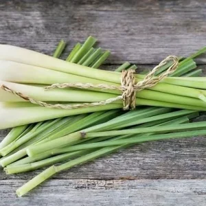 Lemon Grass Live Plants - 2 Per Pot, 10