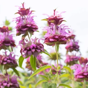 Lemon Mint Seeds - Monarda citriodora - 250 Seeds - Citrus-Scented Blooms - Image 2