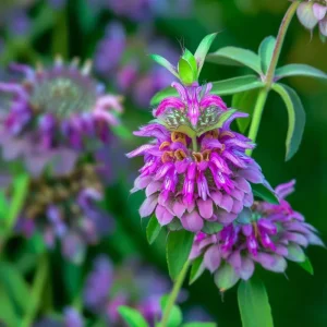 Lemon Mint Seeds - Monarda citriodora - 250 Seeds - Citrus-Scented Blooms - Image 3