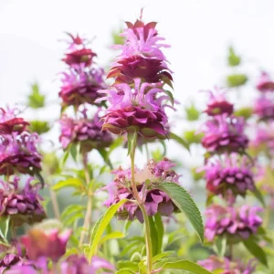 Lemon Mint Seeds - Monarda citriodora - 250 Seeds - Citrus-Scented Blooms - Image 4