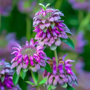 Lemon Mint Seeds - Monarda citriodora - 250 Seeds - Citrus-Scented Blooms - Image 1