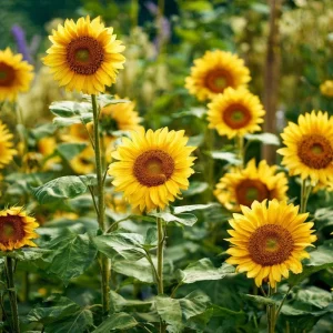 Lemon Queen Sunflower Seeds - 25 Heirloom Helianthus annuus for Gardens - Image 4