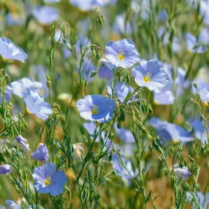 Lewis Flax Seeds - 100 Linum lewisii Pale Blue Wildflower Seeds, Pollinator Friendly, Outdoor - Image 2
