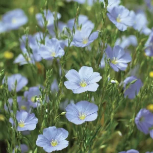 Lewis Flax Seeds - 100 Linum lewisii Pale Blue Wildflower Seeds, Pollinator Friendly, Outdoor - Image 3