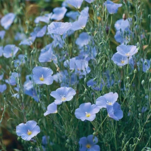 Lewis Flax Seeds - 100 Linum lewisii Pale Blue Wildflower Seeds, Pollinator Friendly, Outdoor - Image 4