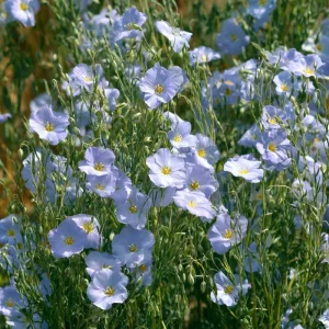 Lewis Flax Seeds - 100 Linum lewisii Pale Blue Wildflower Seeds, Pollinator Friendly, Outdoor - Image 1