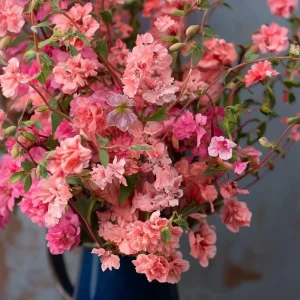 Light Salmon Clarkia Seeds – 50 Count – Soft Salmon-Pink Wildflower – Outdoor Annual - Image 2