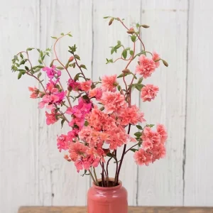 Light Salmon Clarkia Seeds – 50 Count – Soft Salmon-Pink Wildflower – Outdoor Annual - Image 4