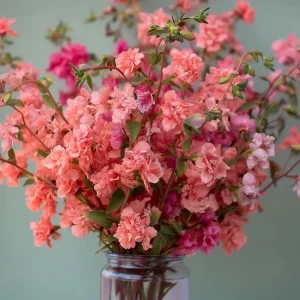 Light Salmon Clarkia Seeds – 50 Count – Soft Salmon-Pink Wildflower – Outdoor Annual - Image 1