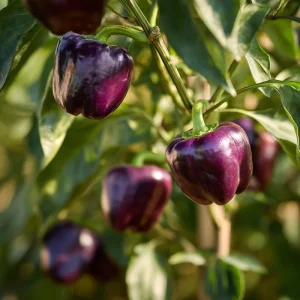 Lilac Sweet Bell Pepper Seeds - 30 Count, Mild & Crisp for Garden & Container - Image 3