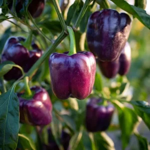 Lilac Sweet Bell Pepper Seeds - 30 Count, Mild & Crisp for Garden & Container - Image 1