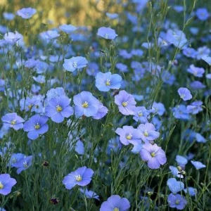 Linum Perenne Seeds - 350 Blue Flax Wildflower Seeds - Pollinator-Friendly Perennial for Outdoor Garden - Image 2