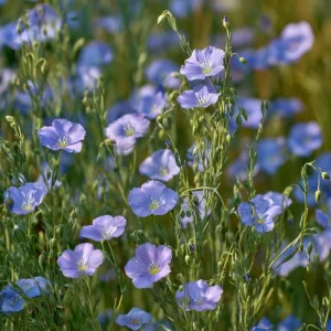 Linum Perenne Seeds - 350 Blue Flax Wildflower Seeds - Pollinator-Friendly Perennial for Outdoor Garden - Image 3