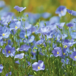 Linum Perenne Seeds - 350 Blue Flax Wildflower Seeds - Pollinator-Friendly Perennial for Outdoor Garden - Image 4