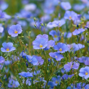 Linum Perenne Seeds - 350 Blue Flax Wildflower Seeds - Pollinator-Friendly Perennial for Outdoor Garden - Image 1
