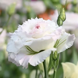 Lisianthus Seeds Pale Pink - 25 Eustoma Grandiflorum Flower Seeds - Cut Flower - Image 2