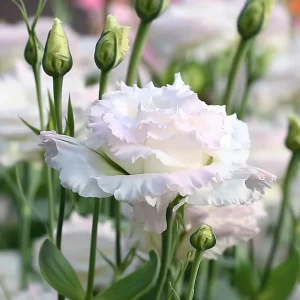 Lisianthus Seeds Pale Pink - 25 Eustoma Grandiflorum Flower Seeds - Cut Flower - Image 3