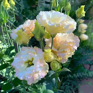 Lisianthus Seeds Pale Pink - 25 Eustoma Grandiflorum Flower Seeds - Cut Flower - Image 4