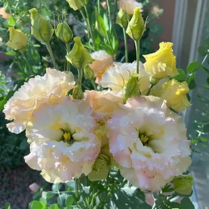 Lisianthus Seeds Pale Pink - 25 Eustoma Grandiflorum Flower Seeds - Cut Flower - Image 5