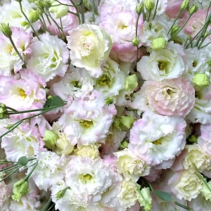 Lisianthus Seeds Pale Pink - 25 Eustoma Grandiflorum Flower Seeds - Cut Flower - Image 6
