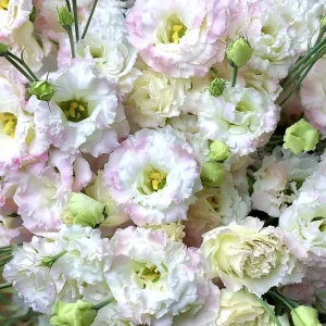 Lisianthus Seeds Pale Pink - 25 Eustoma Grandiflorum Flower Seeds - Cut Flower - Image 1