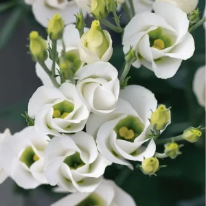 Lisianthus Seeds - Solo White F1 Pure White Blooms - 25 Seeds for Gardens - Image 2