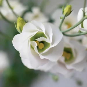 Lisianthus Seeds - Solo White F1 Pure White Blooms - 25 Seeds for Gardens - Image 3