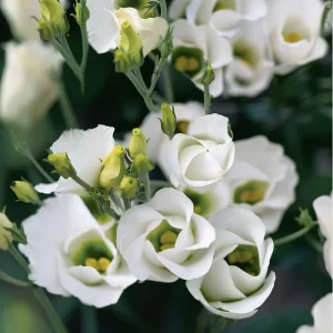 Lisianthus Seeds - Solo White F1 Pure White Blooms - 25 Seeds for Gardens - Image 4