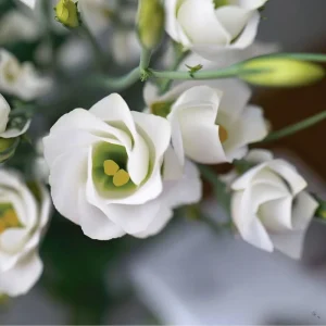 Lisianthus Seeds - Solo White F1 Pure White Blooms - 25 Seeds for Gardens - Image 5