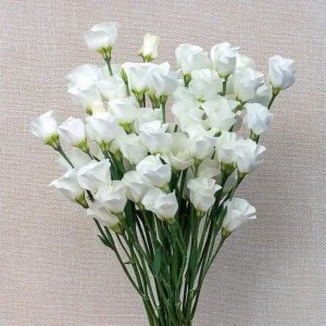 Lisianthus Seeds - Solo White F1 Pure White Blooms - 25 Seeds for Gardens - Image 6